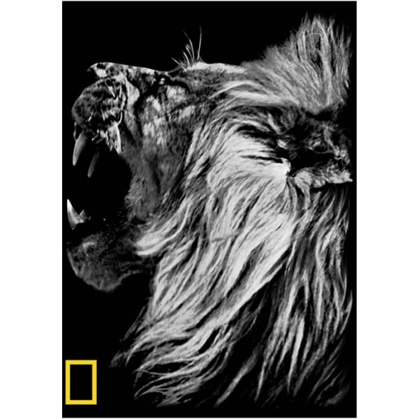 National Geographic Nat Geo Lion Graphic Crew Fleece Sweatshirt